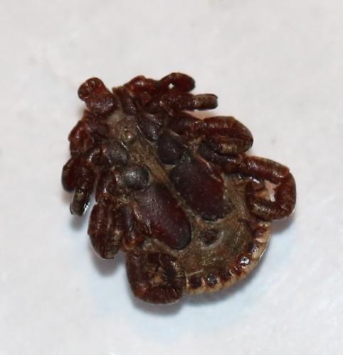 Dermacentor marginatus